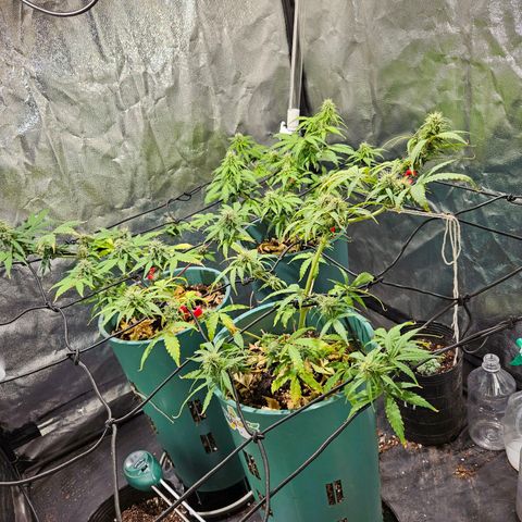 AK74  #1 growlog photo: Están excelentes las muchachas.
Media flaquitas pero una cagada mía de exceso de nutrientes más el lst y una poda que les hice. Vienen bien igual 