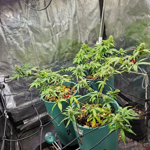 AK74  #1 growlog photo: Están excelentes las muchachas.
Media flaquitas pero una cagada mía de exceso de nutrientes más el lst y una poda que les hice. Vienen bien igual 