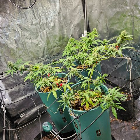 AK74  #1 growlog photo: Están excelentes las muchachas.
Media flaquitas pero una cagada mía de exceso de nutrientes más el lst y una poda que les hice. Vienen bien igual 