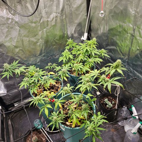 AK74  #1 growlog photo: Están excelentes las muchachas.
Media flaquitas pero una cagada mía de exceso de nutrientes más el lst y una poda que les hice. Vienen bien igual 