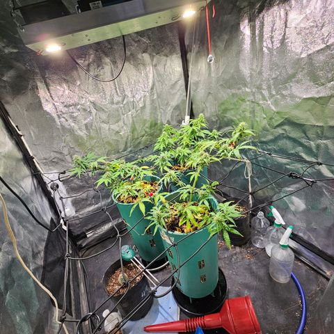 AK74  #1 growlog photo: Están excelentes las muchachas.
Media flaquitas pero una cagada mía de exceso de nutrientes más el lst y una poda que les hice. Vienen bien igual 