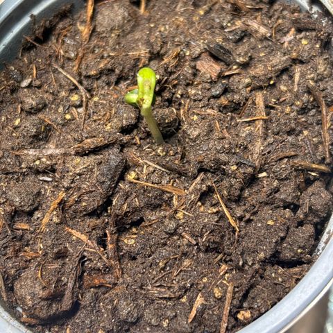 Maimiti - Tropical Mirage Limited Edition von Royal Queen Seeds growlog timeline photo