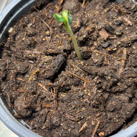 Maimiti - Tropical Mirage Limited Edition von Royal Queen Seeds growlog timeline photo