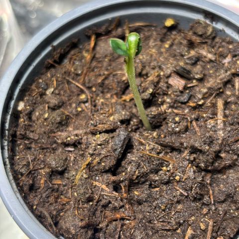 Maimiti - Tropical Mirage Limited Edition von Royal Queen Seeds growlog timeline photo