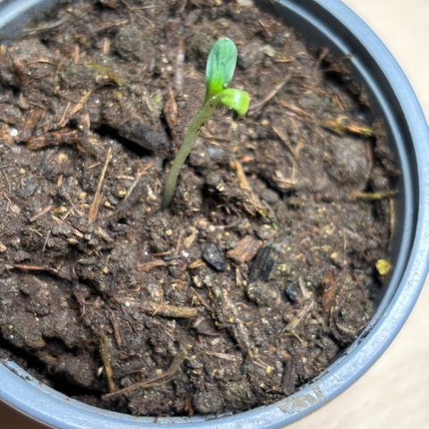 Maimiti - Tropical Mirage Limited Edition von Royal Queen Seeds growlog timeline photo