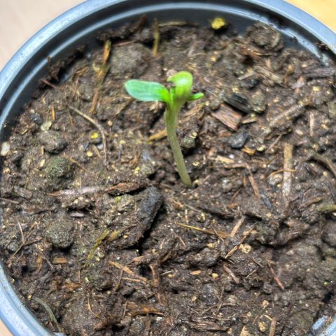Maimiti - Tropical Mirage Limited Edition von Royal Queen Seeds growlog timeline photo