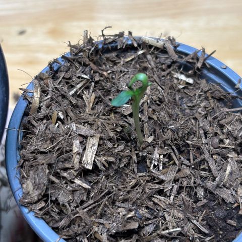 Maimiti - Tropical Mirage Limited Edition von Royal Queen Seeds growlog timeline photo