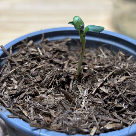 Maimiti - Tropical Mirage Limited Edition von Royal Queen Seeds growlog timeline photo