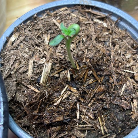 Maimiti - Tropical Mirage Limited Edition von Royal Queen Seeds growlog timeline photo