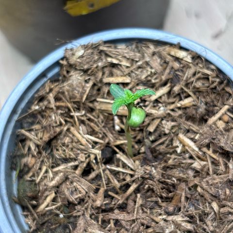 Maimiti - Tropical Mirage Limited Edition von Royal Queen Seeds growlog timeline photo