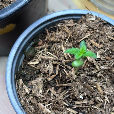 Maimiti - Tropical Mirage Limited Edition von Royal Queen Seeds growlog timeline photo