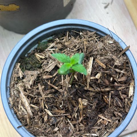 Maimiti - Tropical Mirage Limited Edition von Royal Queen Seeds growlog timeline photo