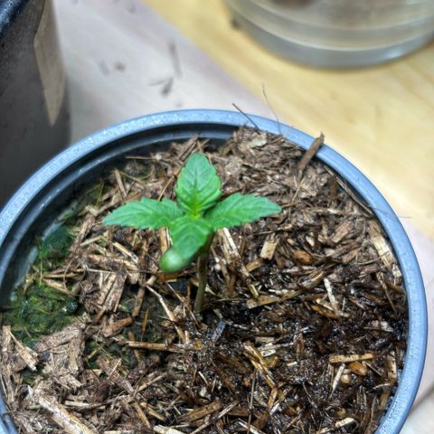 Maimiti - Tropical Mirage Limited Edition von Royal Queen Seeds growlog timeline photo