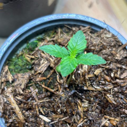 Maimiti - Tropical Mirage Limited Edition von Royal Queen Seeds growlog timeline photo