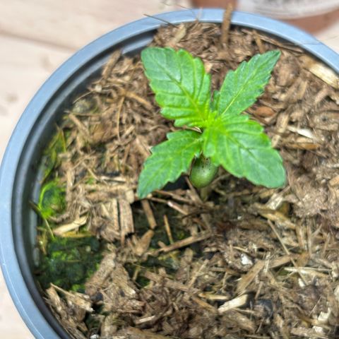Maimiti - Tropical Mirage Limited Edition von Royal Queen Seeds growlog timeline photo