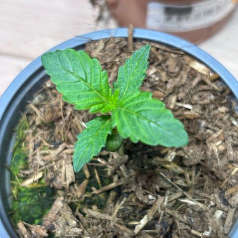 Maimiti - Tropical Mirage Limited Edition von Royal Queen Seeds growlog timeline photo