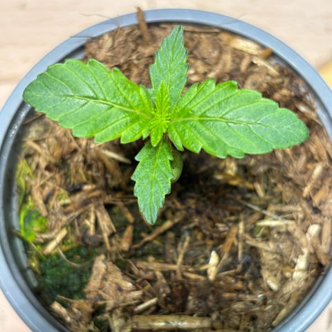 Maimiti - Tropical Mirage Limited Edition von Royal Queen Seeds growlog timeline photo