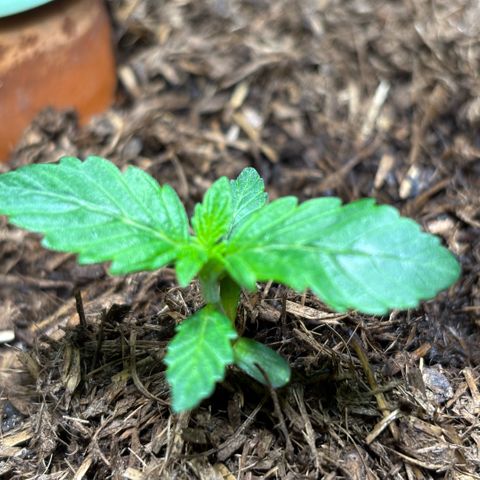 Maimiti - Tropical Mirage Limited Edition von Royal Queen Seeds growlog timeline photo