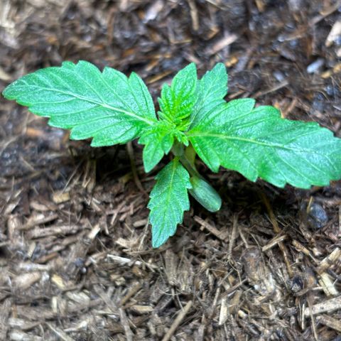 Maimiti - Tropical Mirage Limited Edition von Royal Queen Seeds growlog timeline photo