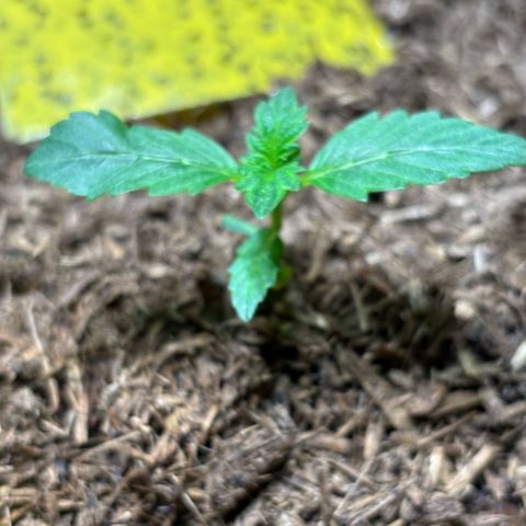 Maimiti - Tropical Mirage Limited Edition von Royal Queen Seeds growlog timeline photo