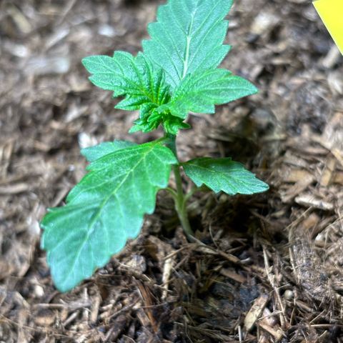 Maimiti - Tropical Mirage Limited Edition von Royal Queen Seeds growlog timeline photo