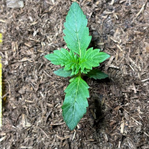 Maimiti - Tropical Mirage Limited Edition von Royal Queen Seeds growlog timeline photo