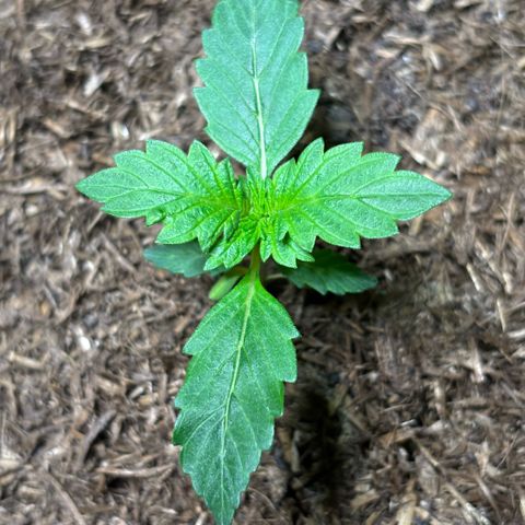 Maimiti - Tropical Mirage Limited Edition von Royal Queen Seeds growlog timeline photo