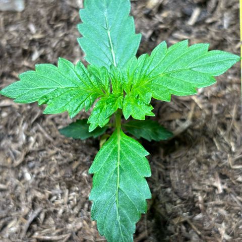Maimiti - Tropical Mirage Limited Edition von Royal Queen Seeds growlog timeline photo