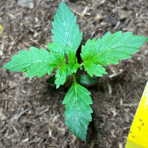 Maimiti - Tropical Mirage Limited Edition von Royal Queen Seeds growlog timeline photo