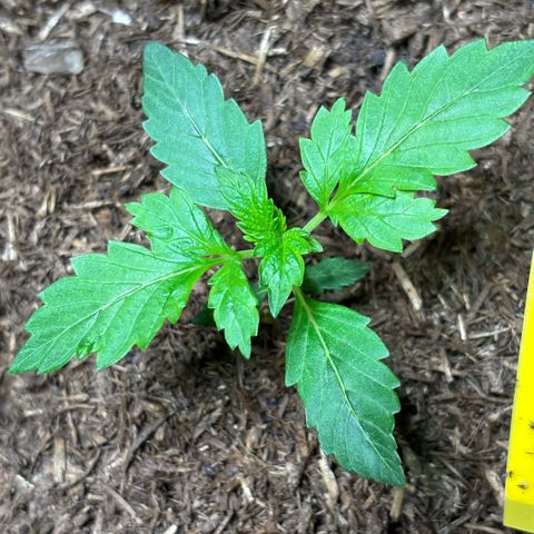 Maimiti - Tropical Mirage Limited Edition von Royal Queen Seeds growlog timeline photo