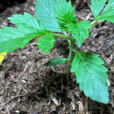 Maimiti - Tropical Mirage Limited Edition von Royal Queen Seeds growlog timeline photo