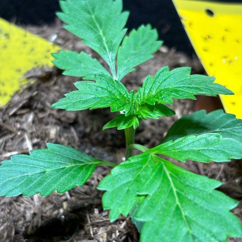 Maimiti - Tropical Mirage Limited Edition von Royal Queen Seeds growlog timeline photo