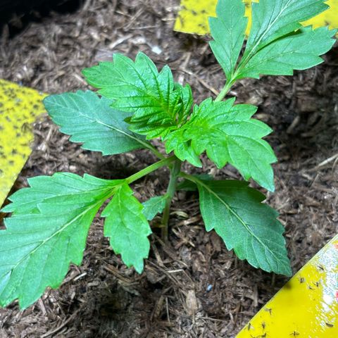 Maimiti - Tropical Mirage Limited Edition von Royal Queen Seeds growlog timeline photo