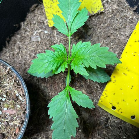 Maimiti - Tropical Mirage Limited Edition von Royal Queen Seeds growlog timeline photo