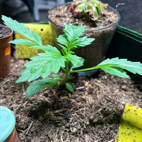 Maimiti - Tropical Mirage Limited Edition von Royal Queen Seeds growlog timeline photo