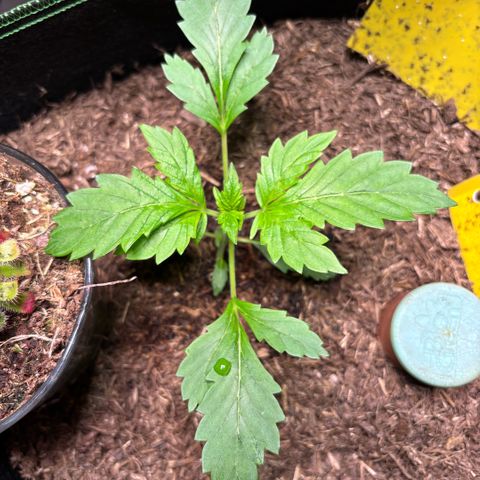 Maimiti - Tropical Mirage Limited Edition von Royal Queen Seeds growlog timeline photo