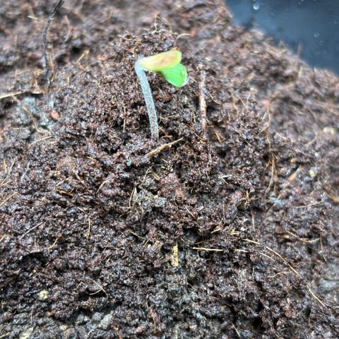 Nahimana - Mystisch - Tatanka Pure CBD growlog timeline photo