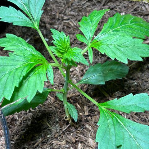 Maimiti - Tropical Mirage Limited Edition von Royal Queen Seeds growlog timeline photo