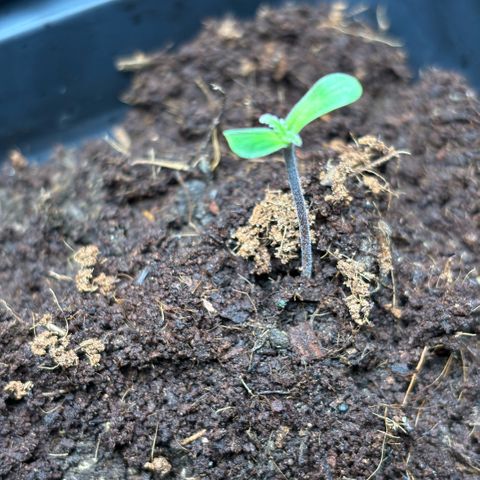Nahimana - Mystisch - Tatanka Pure CBD growlog timeline photo