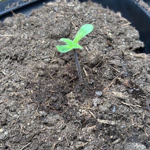 Nahimana - Mystisch - Tatanka Pure CBD growlog timeline photo