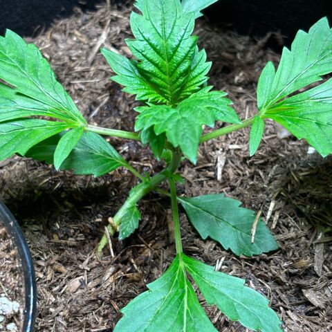 Maimiti - Tropical Mirage Limited Edition von Royal Queen Seeds growlog timeline photo