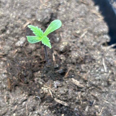 Nahimana - Mystisch - Tatanka Pure CBD growlog timeline photo