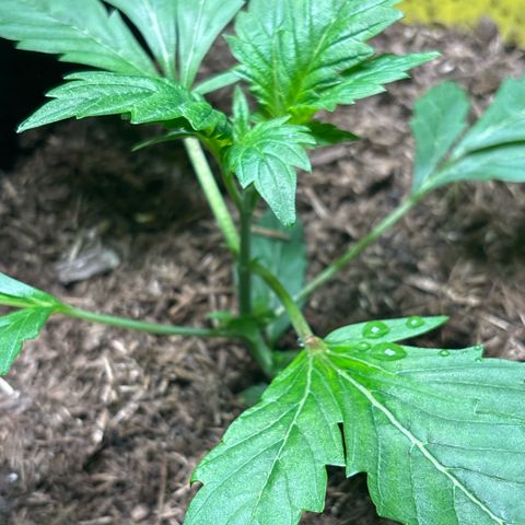 Maimiti - Tropical Mirage Limited Edition von Royal Queen Seeds growlog timeline photo