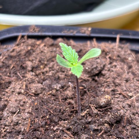Nahimana - Mystisch - Tatanka Pure CBD growlog timeline photo