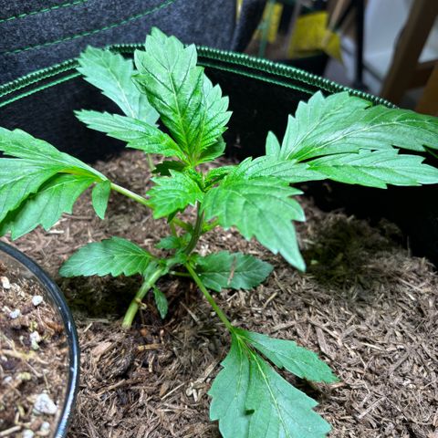 Maimiti - Tropical Mirage Limited Edition von Royal Queen Seeds growlog timeline photo