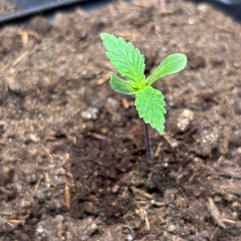 Nahimana - Mystisch - Tatanka Pure CBD growlog timeline photo