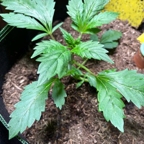Maimiti - Tropical Mirage Limited Edition von Royal Queen Seeds growlog timeline photo