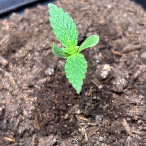 Nahimana - Mystisch - Tatanka Pure CBD growlog timeline photo