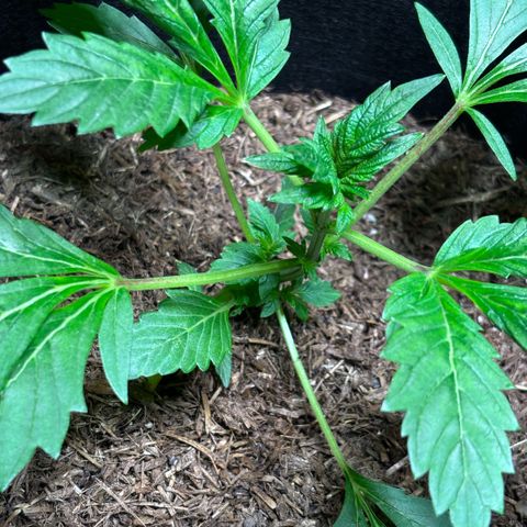 Maimiti - Tropical Mirage Limited Edition von Royal Queen Seeds growlog timeline photo