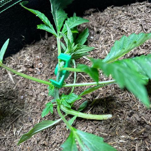 Maimiti - Tropical Mirage Limited Edition von Royal Queen Seeds growlog timeline photo
